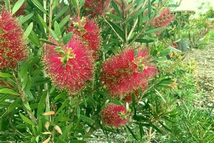 Escorts Albion, Australia — Local Companions