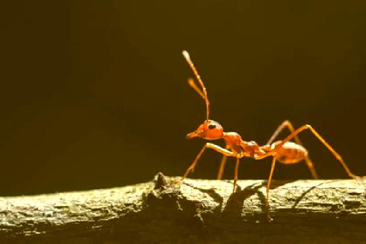 Escorts Ant, India — Local Companions