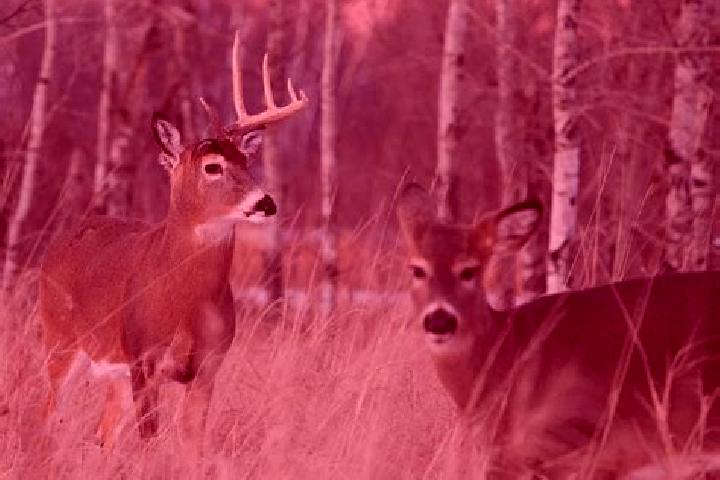 Escorts Antlers, United States — Local Companions