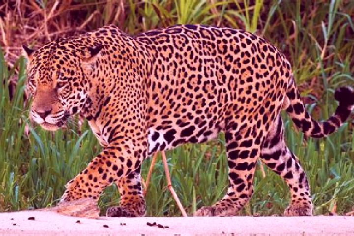 Escorts Arara, Brazil — Local Companions