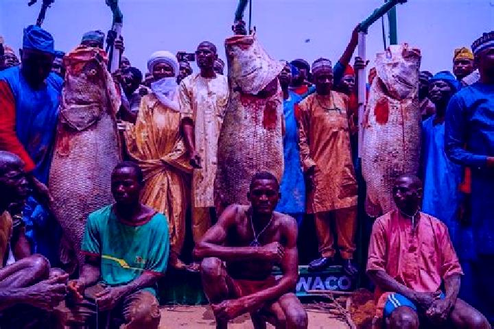 Escorts Argungu, Nigeria — Local Companions