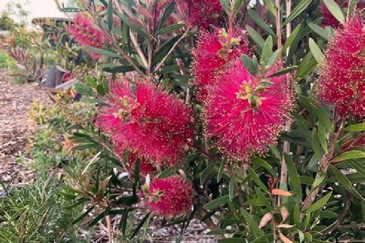 Escorts Bedford, Australia — Local Companions