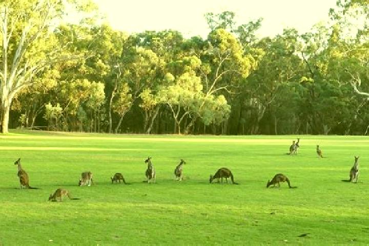 Escorts Belair, Australia — Local Companions