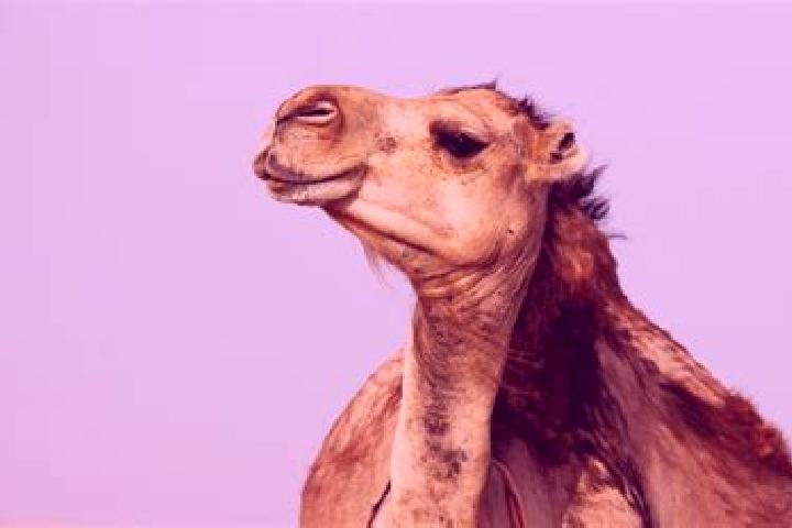 Escorts Bembla et Mnara, Tunisia — Local Companions
