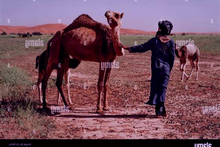 Escorts Berber, Sudan — Local Companions