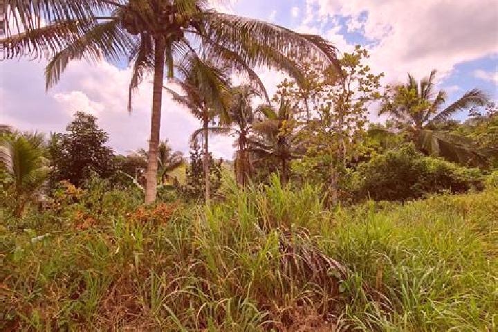 Escorts Bog Walk, Jamaica — Local Companions