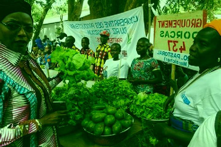 Escorts Bozoum, Central African Republic — Local Companions