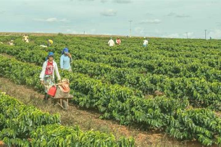 Escorts Brejoes, Brazil — Local Companions