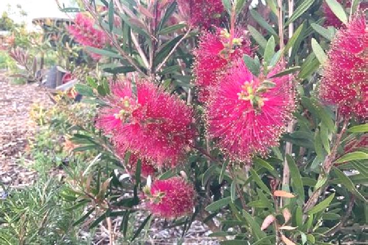 Escorts Bucca, Australia — Local Companions