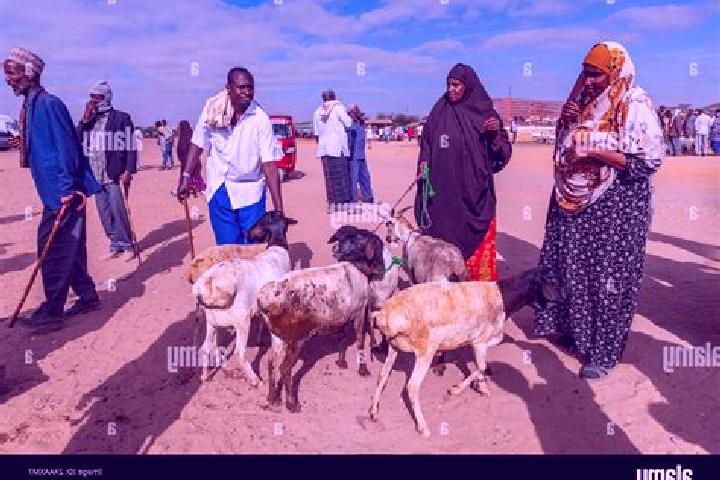 Escorts Burao, Somalia — Local Companions