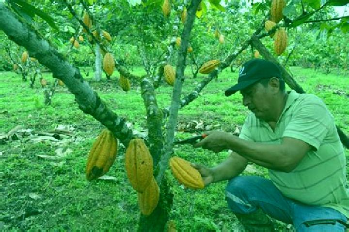 Escorts Cacao, Panama — Local Companions