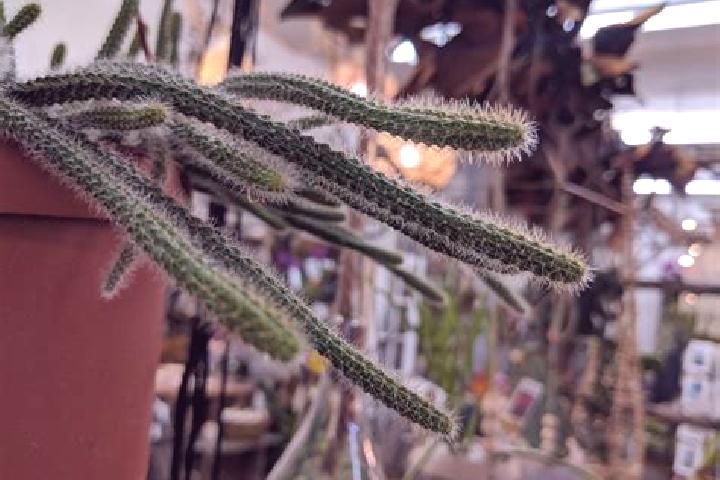 Escorts Cactus, United States — Local Companions