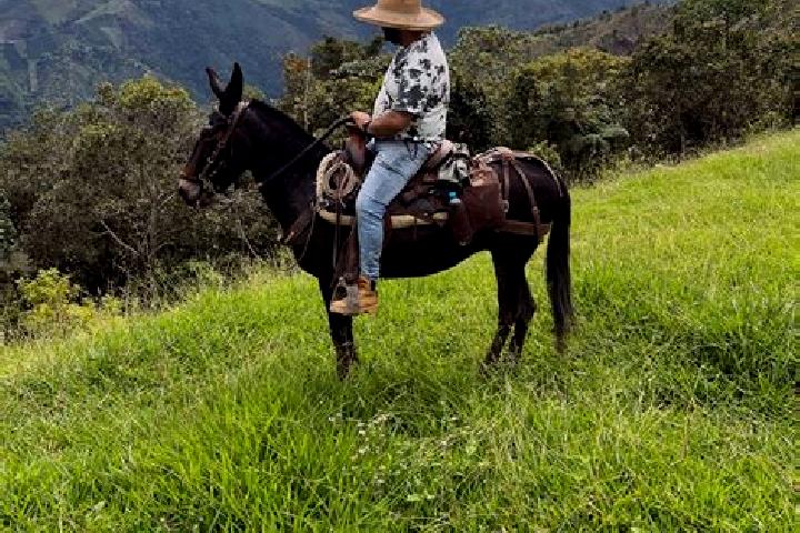 Escorts Calderon, Mexico — Local Companions