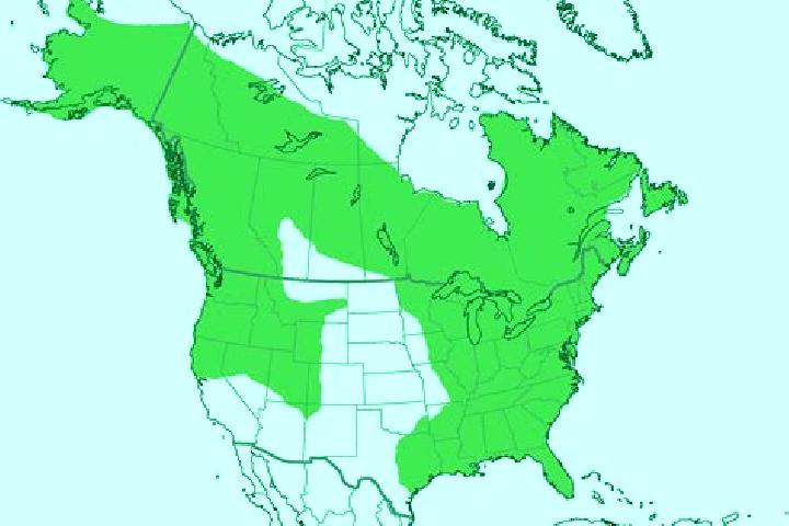 Escorts Canadensis, United States — Local Companions