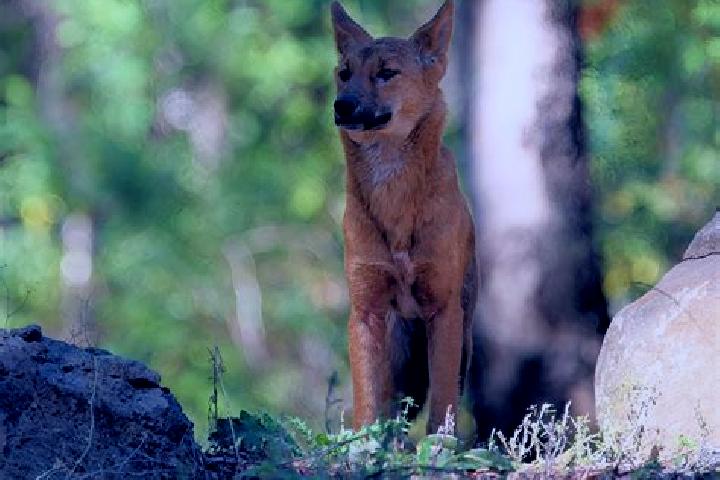 Escorts Canis, Peru — Local Companions