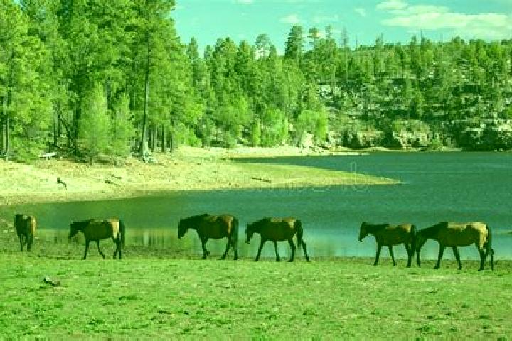 Escorts Canyon Lake, United States — Local Companions