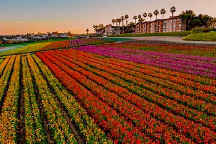 Escorts Carlsbad, United States — Local Companions
