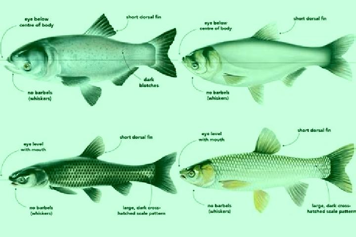 Escorts Carp, Canada — Local Companions