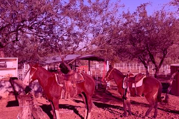 Escorts Carrizal, Mexico — Local Companions