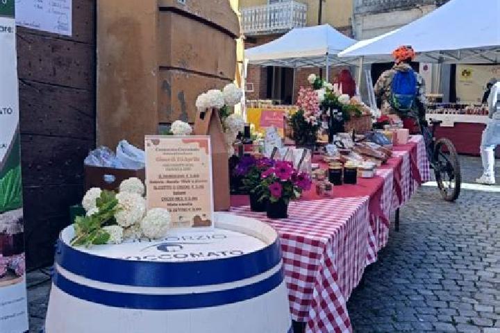 Escorts Castel Rocchero, Italy — Local Companions