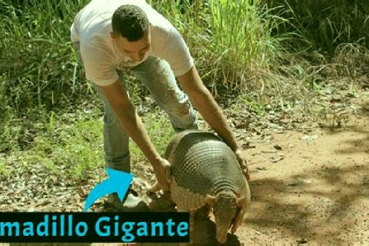 Escorts Cerro Armadillo Grande, Mexico — Local Companions