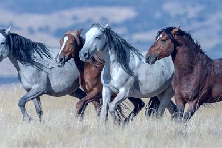 Escorts Cheval, United States — Local Companions