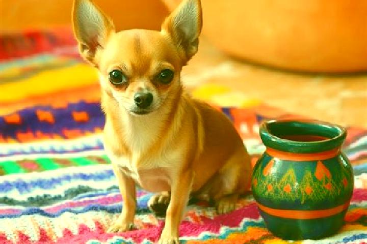 Escorts Chihuahua, Mexico — Local Companions