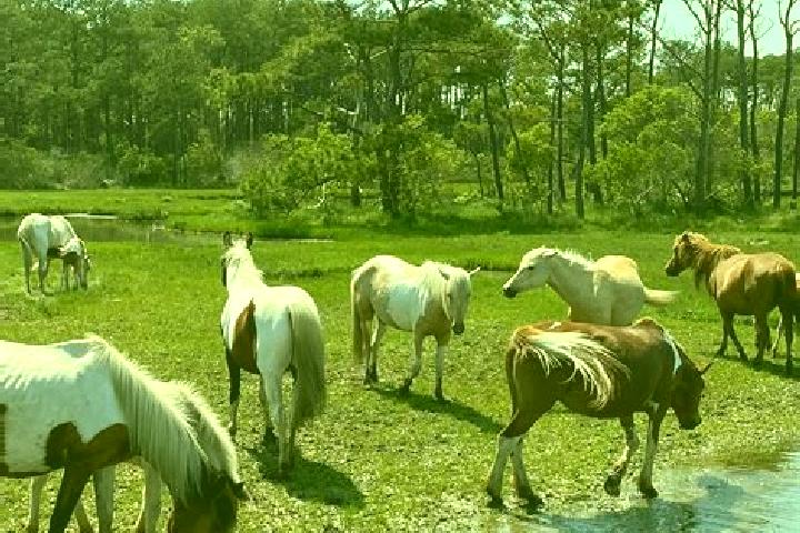 Escorts Chincoteague, United States — Local Companions