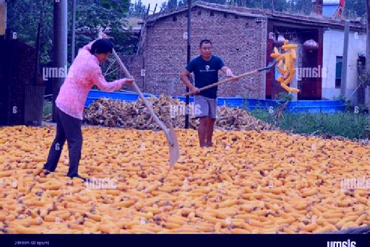Escorts Chiping, China — Local Companions