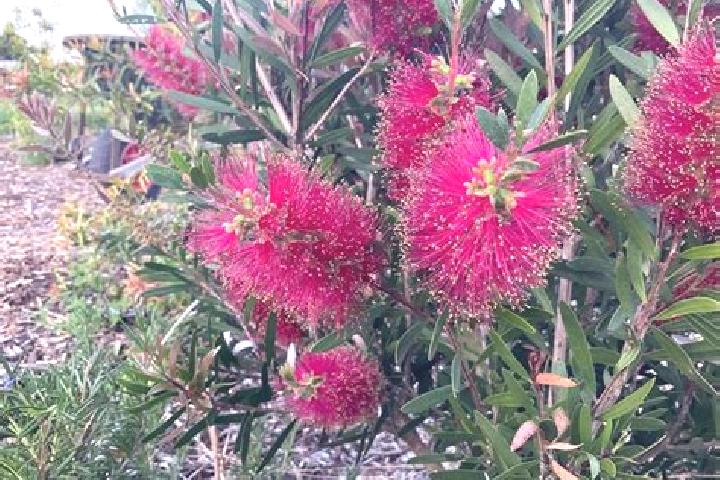 Escorts Claremont, Australia — Local Companions