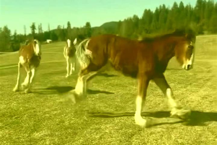 Escorts Clydesdale, South Africa — Local Companions