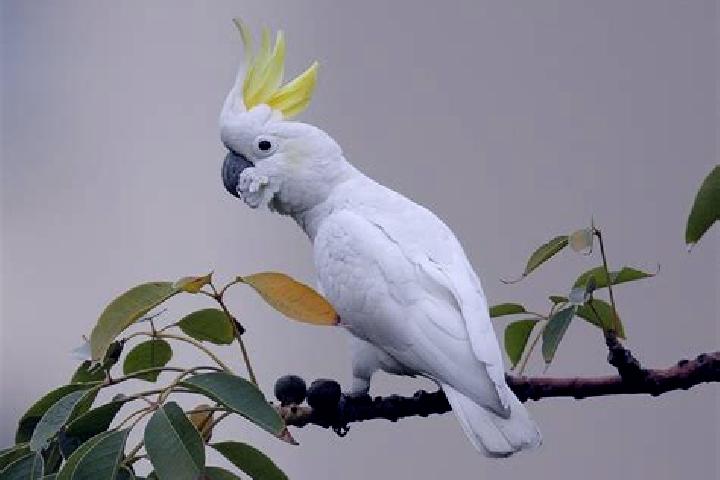 Escorts Cockatoo, Australia — Local Companions