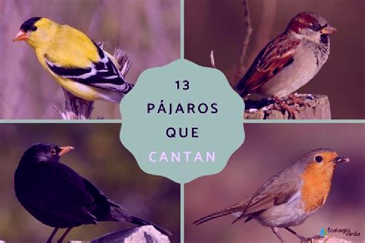 Escorts Colina de los Pajaros, Mexico — Local Companions