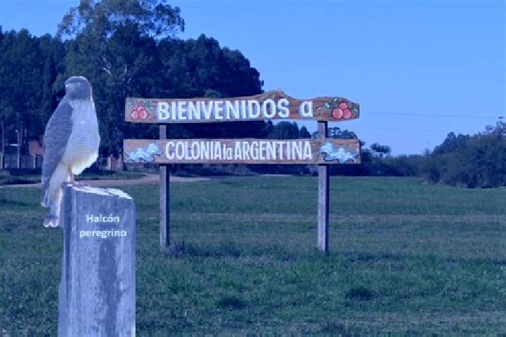 Escorts Colonia Victoria, Argentina — Local Companions