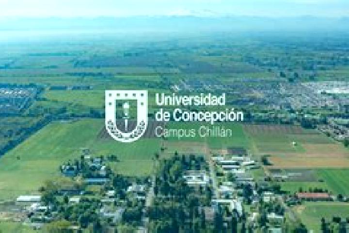Escorts Concepcion, Chile — Local Companions