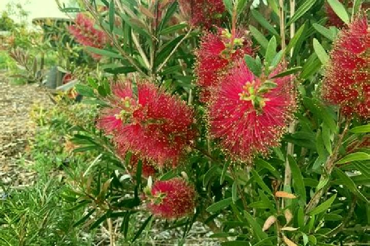 Escorts Currajong, Australia — Local Companions