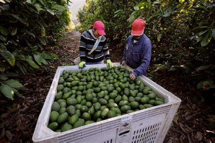 Escorts El Aguacate, Mexico — Local Companions