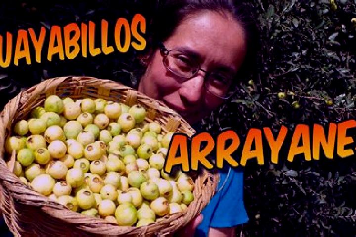 Escorts El Arrayan, Mexico — Local Companions