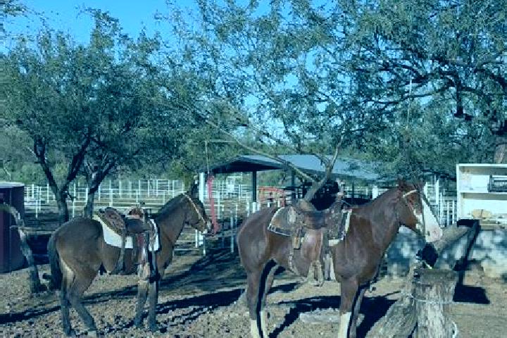 Escorts El Carrizal, Mexico — Local Companions