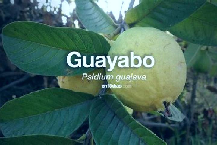 Escorts El Guayabo, Honduras — Local Companions