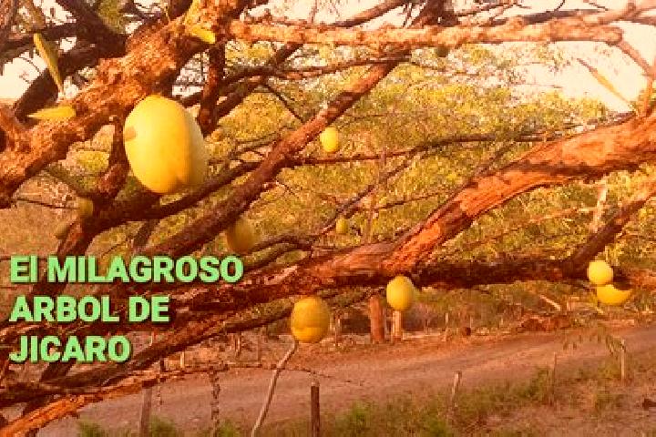 Escorts El Jicaro, Nicaragua — Local Companions