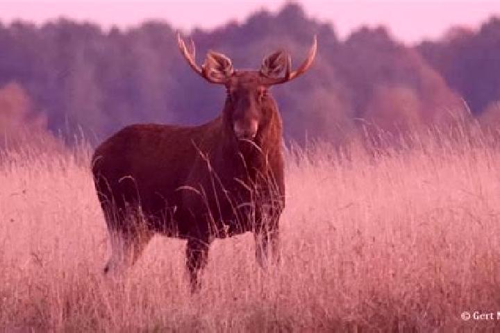 Escorts Elk, Poland — Local Companions
