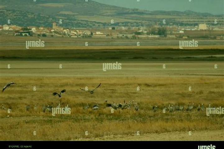 Escorts Gallocanta, Spain — Local Companions