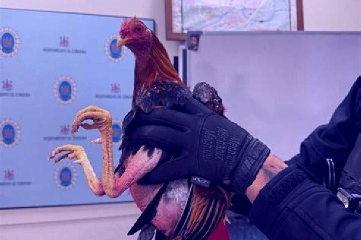 Escorts Gallos, Greece — Local Companions