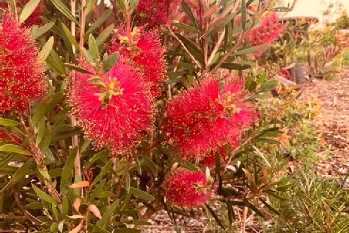Escorts Garden Island, Australia — Local Companions