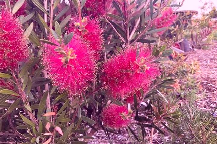 Escorts Gaythorne, Australia — Local Companions