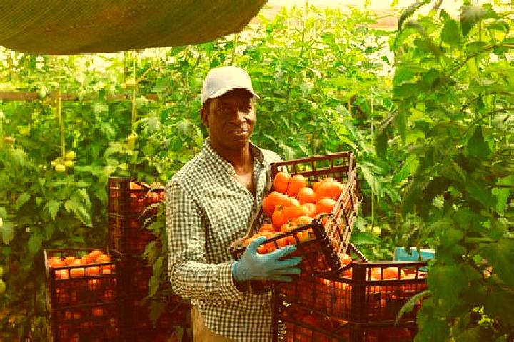 Escorts Geidam, Nigeria — Local Companions