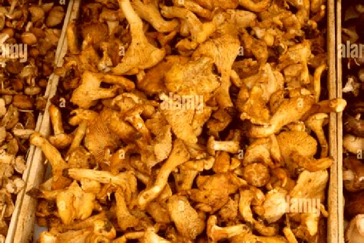 Escorts Girolles, France — Local Companions