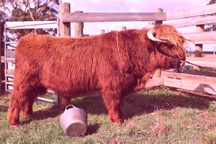 Escorts Glencoe, Australia — Local Companions
