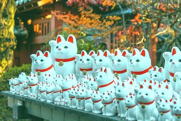 Escorts Gotokuji, Japan — Local Companions